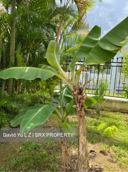 Lorong Marican (D14), Terrace #619541361